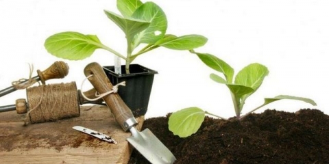 Sadnice kupusa slabo rastu: šta učiniti